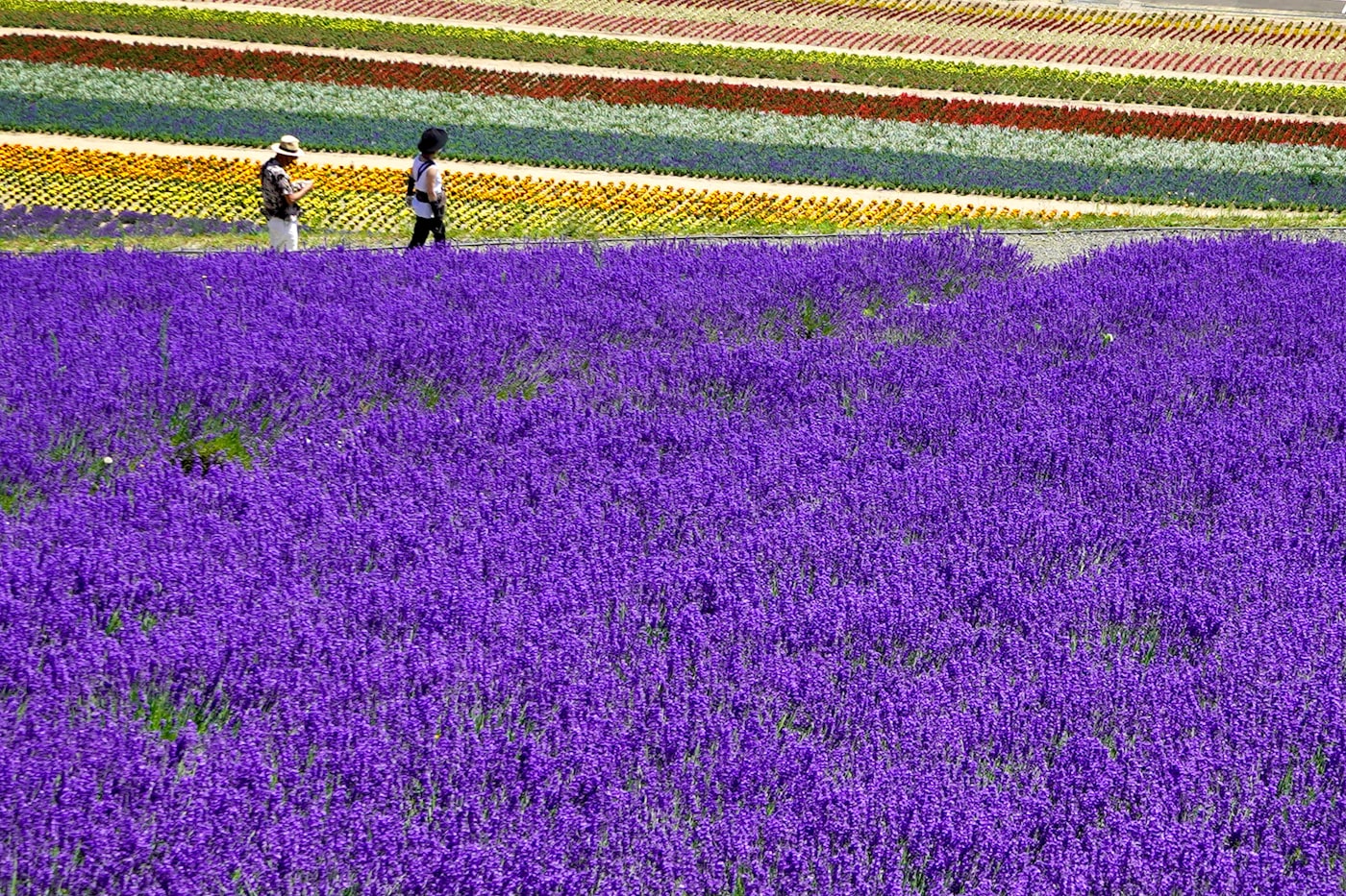Lavender fields at Farm Tomita, Furano, Hokkaido